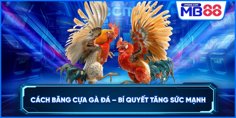 Cách Băng Cựa Gà Đá – Bí Quyết Tăng Sức Mạnh
